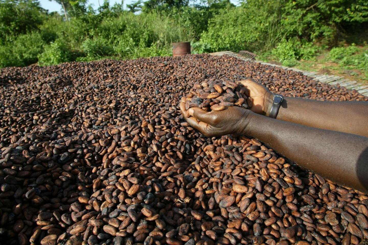 Cacao en Côte d’Ivoire : face à la flambée des cours, les autorités font un geste en direction des planteurs