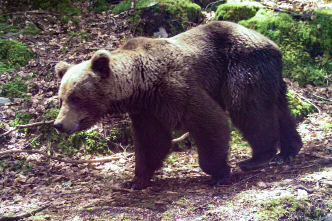 Image d’un ours captée en 2020 près de Melles (Haute-Garonne) par une caméra automatique de l’association Pays de l’ours.