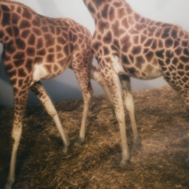 Les girafes du Parc zoologique de Paris, Paris 12ème, le 3 avril 2024.