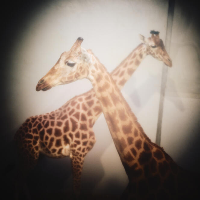 Les girafes du parc zoologique de Paris, dans le 12ᵉ arrondissement, le 3 avril 2024.