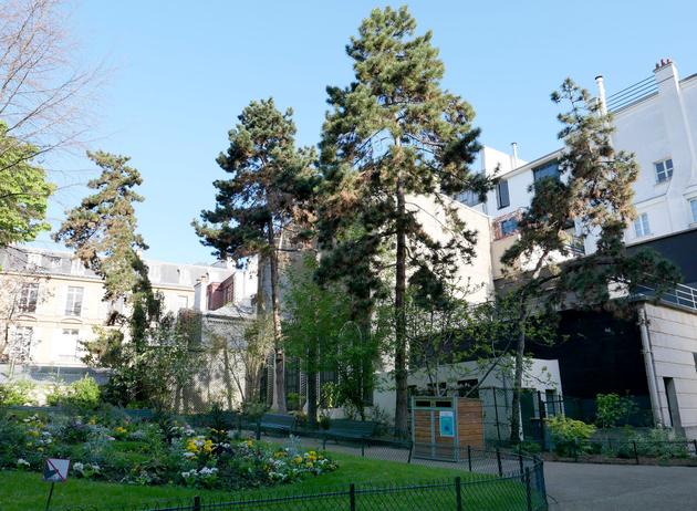 The pine trees in Square Alex-Biscarre, in the 9th arrondissement of Paris.