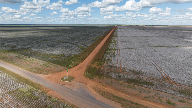 Des champs de coton cultivés par SLC Agricola, dans l’Etat de Bahia (Brésil), en juin 2023.