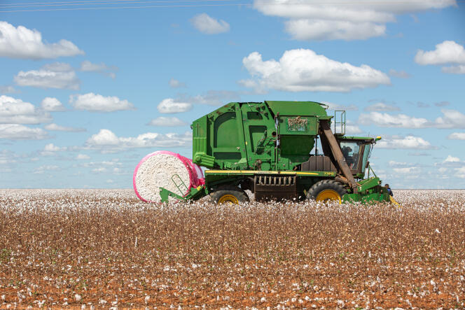 Lors d’une récolte de coton par Grupo Horita, dans l’Etat de Bahia (Brésil), en juin 2023.