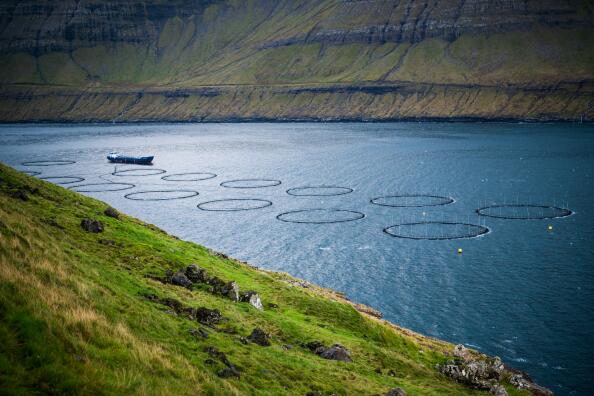 Big open sea circular nets used for Salmon fish farming are pictured between the islands of Bordoy island and Vidoy Island, on October 10, 2021, near Vidareidi village in the Faroe Islands. The Faroe Islands are known for its fishing and sheep farming as the main industries. (Photo by Jonathan NACKSTRAND / AFP)