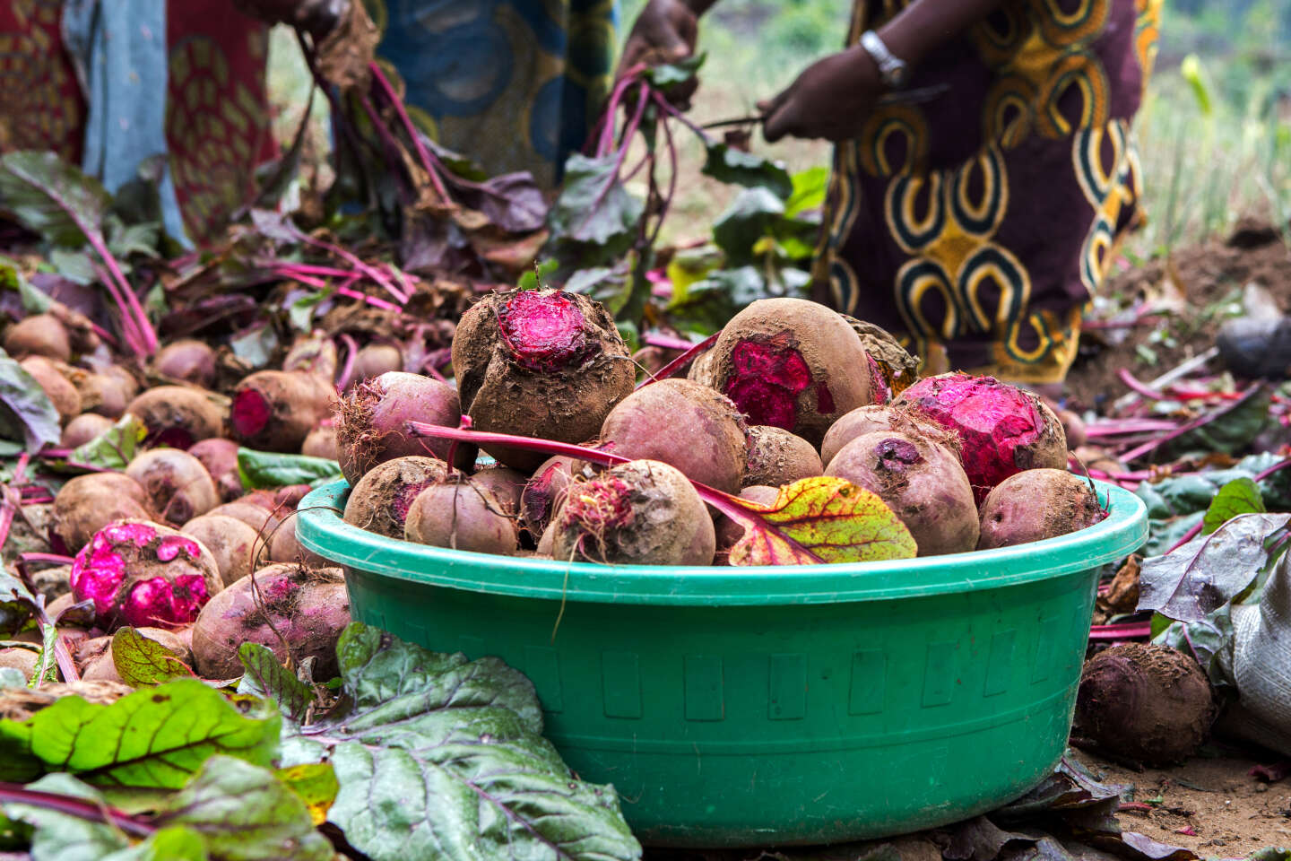 Rwandan farmers 'go against the grain of official policy'