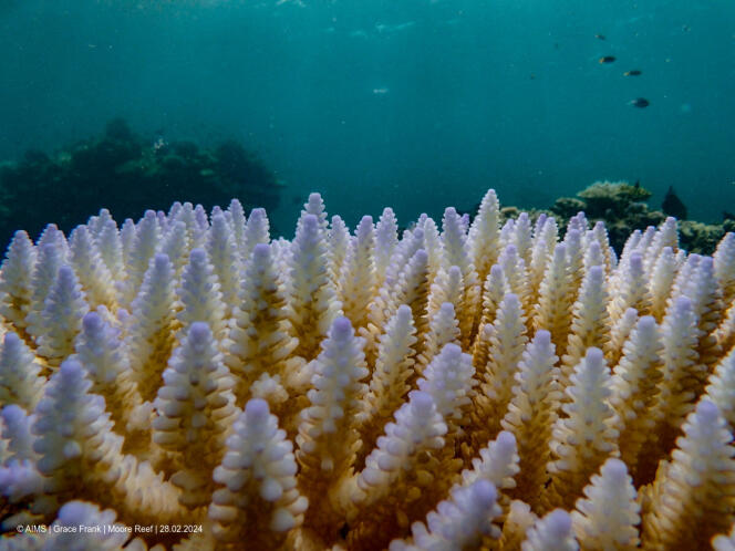 Arrecifes de coral blanqueados en la Gran Barrera de Coral en Moore Reef, 27 de febrero de 2024.