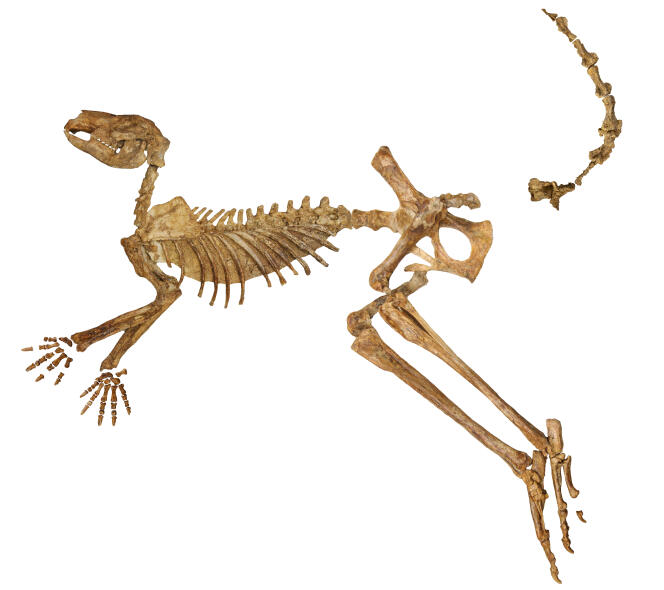 Squelette fossile presque complet du Protemnodon, auquel il ne manque que quelques os de la main, du pied et de la queue.