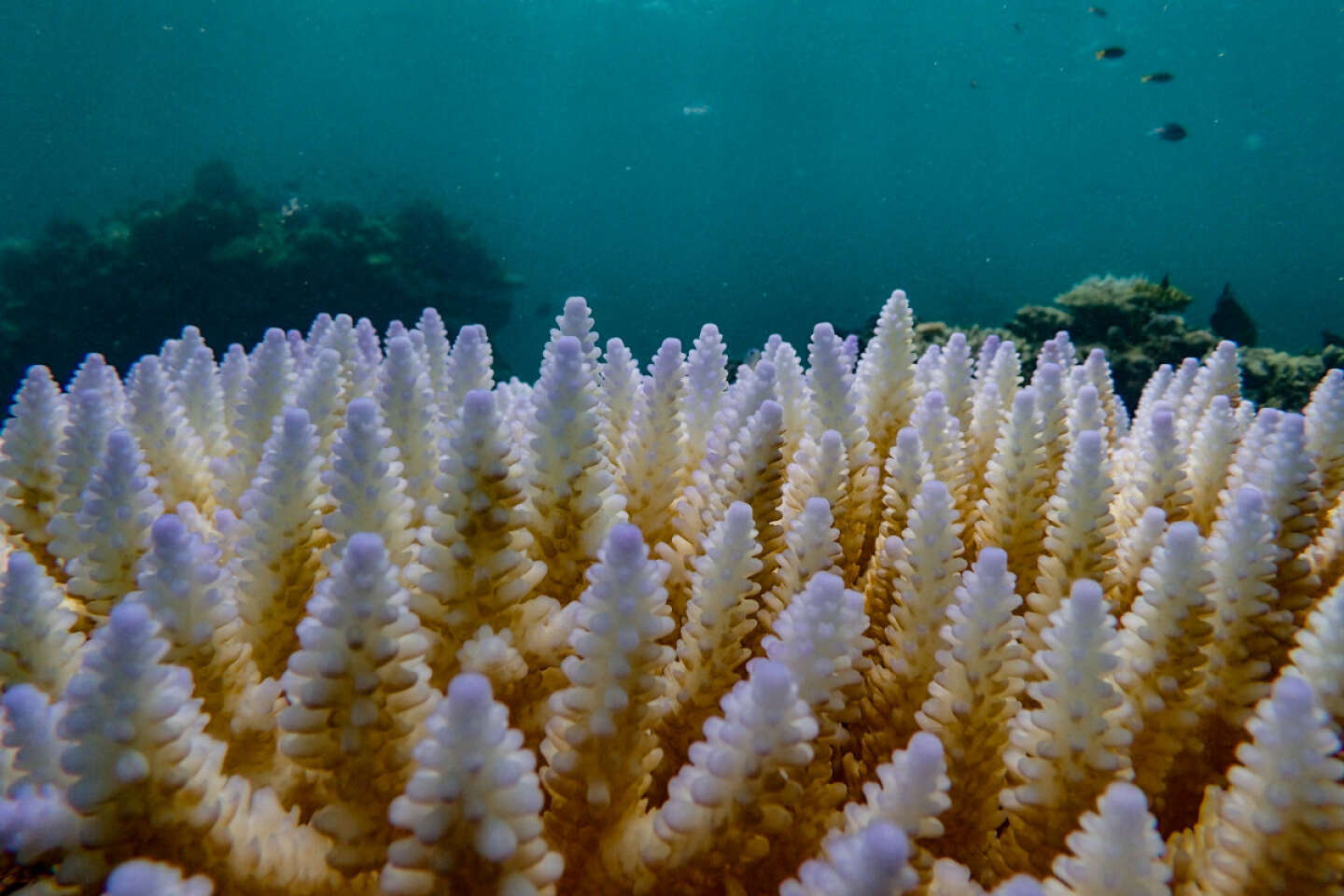 Des récifs de coraux sur toute la planète touchés par un phénomène de blanchissement