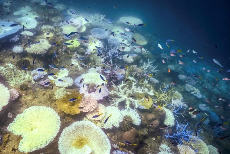 Discolored and dead coral around Lizard Island, on the Great Barrier Reef, located 270 kilometers off the city of Cairns (Australia), April 5, 2024