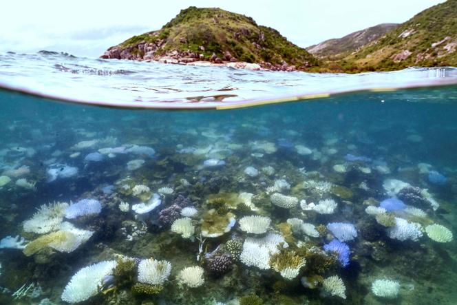 Coral branqueado e morto perto da Ilha Lizard, no Grande Recife, 5 de abril de 2024.
