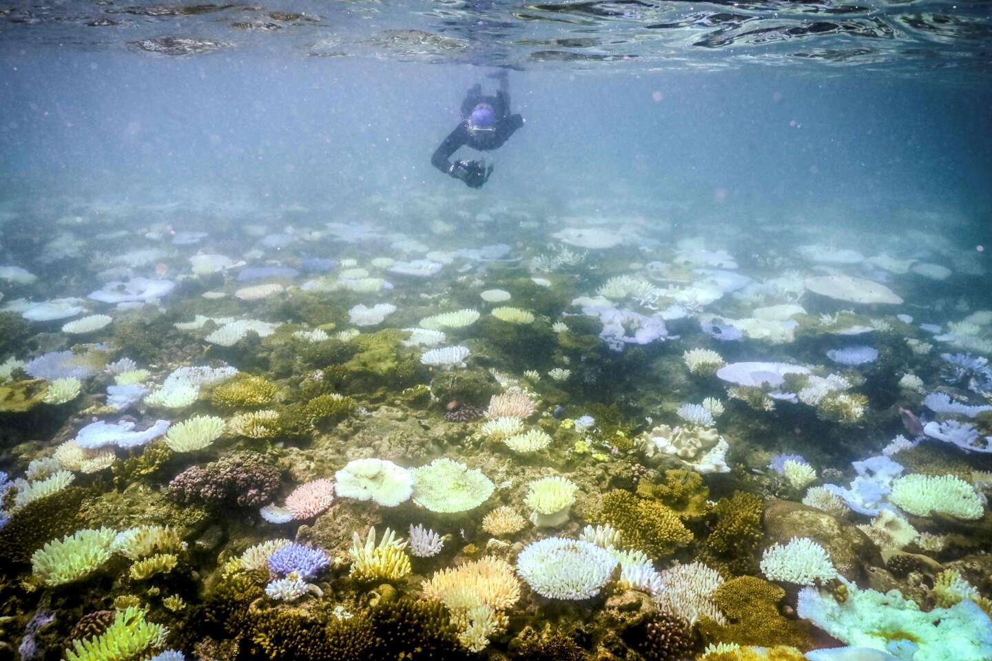 Le réchauffement des océans entraîne un blanchissement massif des coraux dans le monde