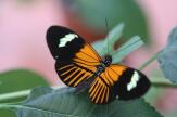 Ce papillon amazonien, hybride depuis 200 000 ans
