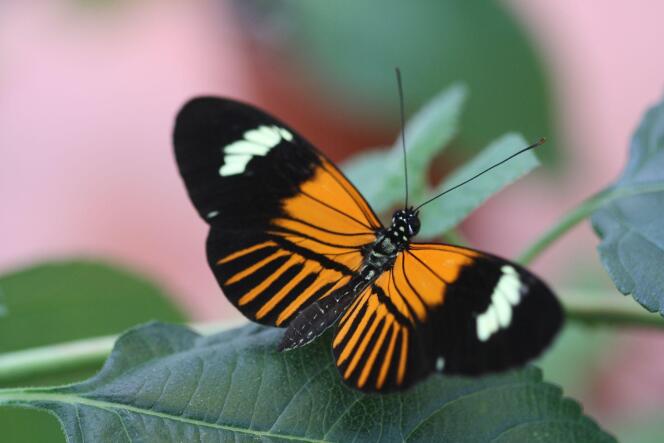 Questa farfalla amazzonica si ibrida da 200.000 anni