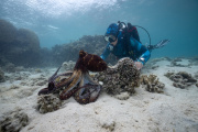 Le poulpe de récif commun ou poulpe diurne (« Octopus cyanea »), observé par la biologiste Alex Schnell, en plongée sous-marine. 