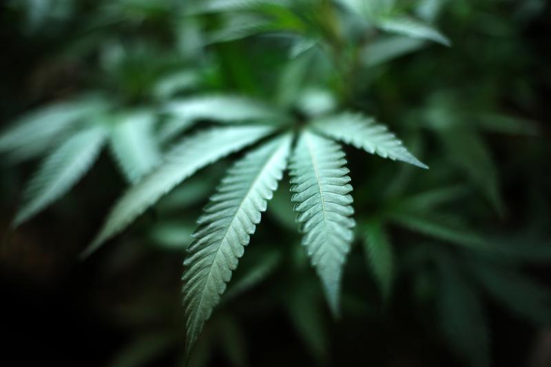 On a cannabis farm in Gardena (California), August 15, 2019