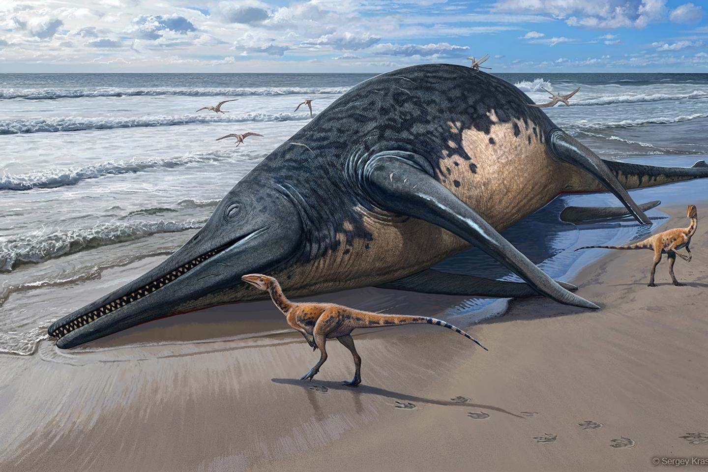 A giant ichthyosaur has been discovered across the canal