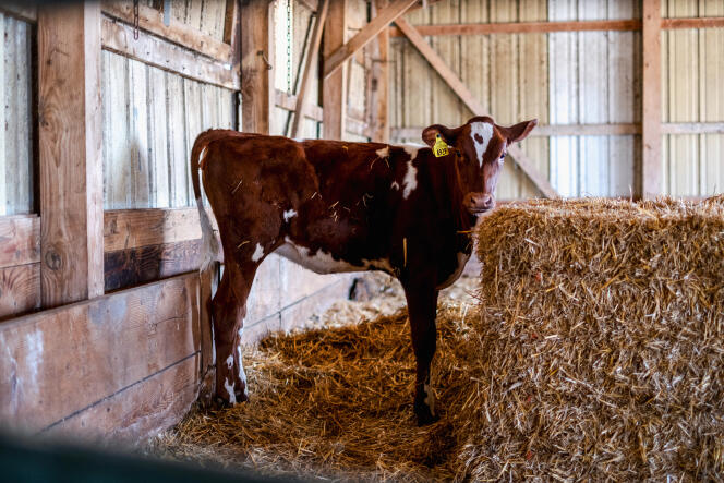 Une vache a été mise dans un enclos d’isolement pendant 21 jours par mesure de précaution contre l’épidémie de grippe aviaire, dans une ferme de Rockford, dans l’Illinois, le 9 avril 2024.