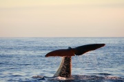 Une baleine, près de la côte norvégienne.