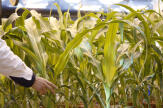 « Les Clés du champ. Comment domestiquer les plantes » : plaidoyer pour les « nouveaux OGM »