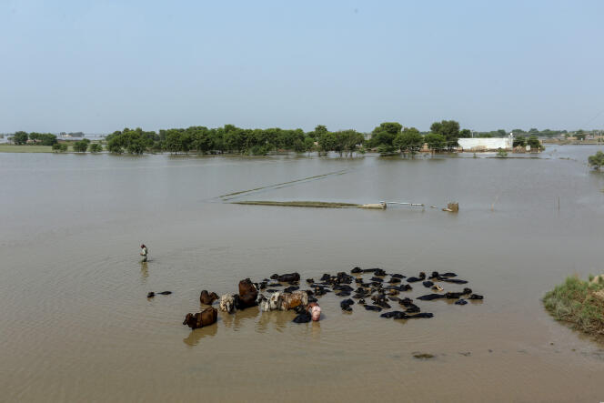 Un fermier et son bétail dans les eaux de crue dans le district de Bahawalnagar, dans la province du Pendjab, le 26 août 2023. Environ 100 000 personnes ont été évacuées de villages inondés dans la province pakistanaise du Pendjab.