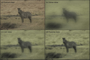 Comment quel animal voit un zèbre dans la savane, selon les recherches de Tim Caro, en 2016.