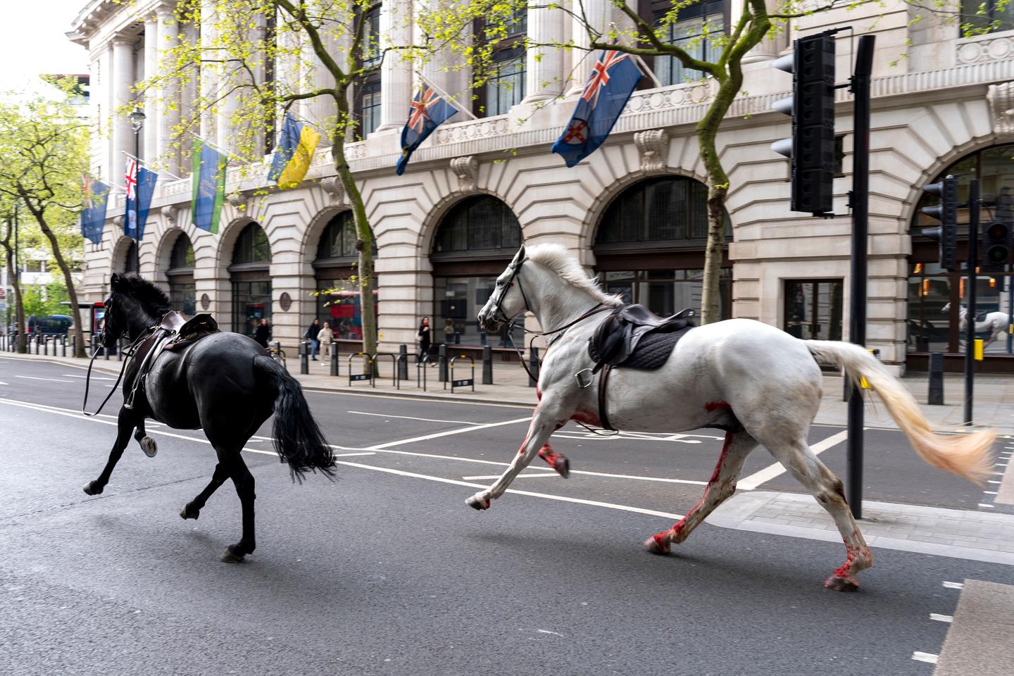Two escaped army horses gallop through London