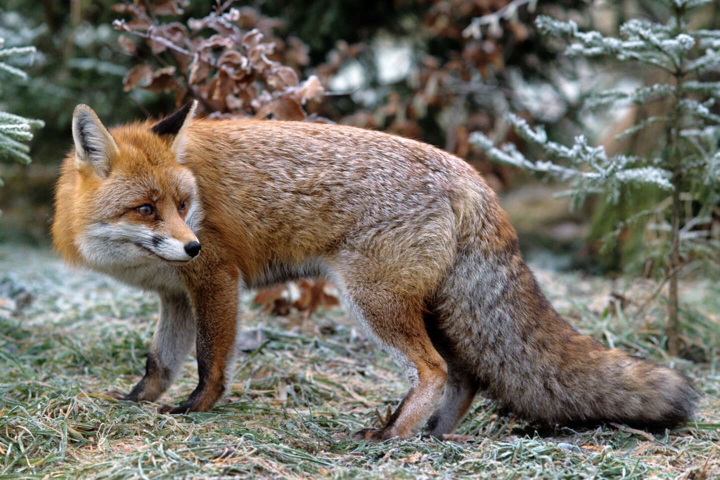 « Le gouvernement français doit prendre des mesures fermes pour mettre fin à la chasse au renard »
