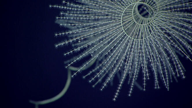Une Iridogorgia magnispiralis, espèce d’octocoralliaire bioluminescente des profondeurs