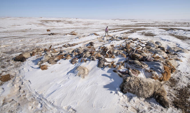 Frozen carcasses of dead animals, in Sükhbaatar (Mongolia), March 17, 2024.