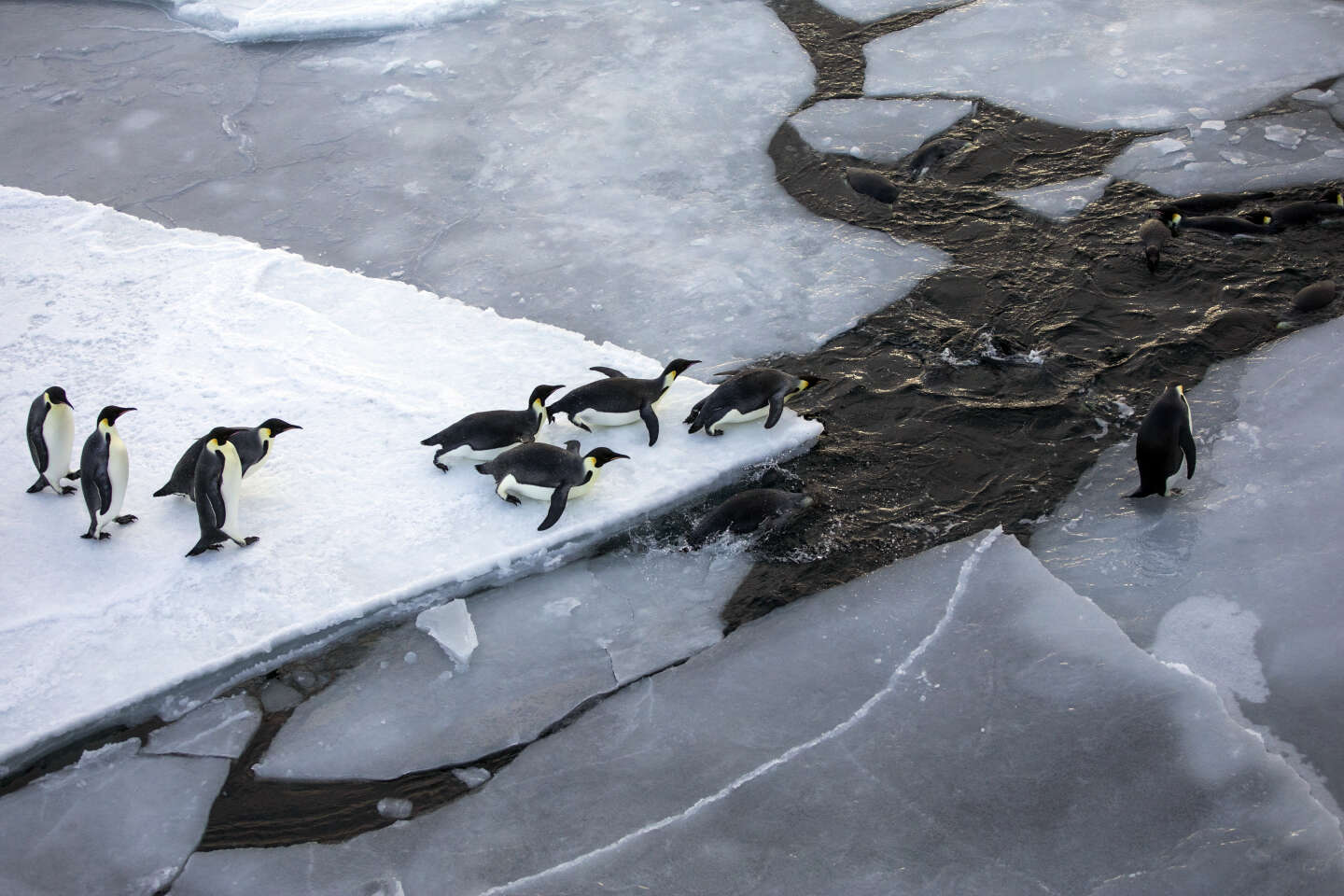 La fonte de la banquise antarctique décime les poussins des manchots empereurs