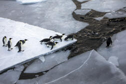 Des manchots empereurs sur la banquise de la mer de Ross, en Antarctique, en février 2023.