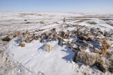 En Mongolie, un hiver assassin décime les troupeaux des nomades