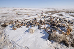 Des carcasses gelées de bêtes mortes, à Sükhbaatar (Mongolie), le 17 mars 2024.