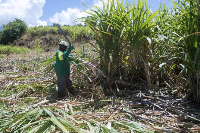 Dans une plantation de canne à sucre à Basse-Terre (Guadeloupe), en 2018.