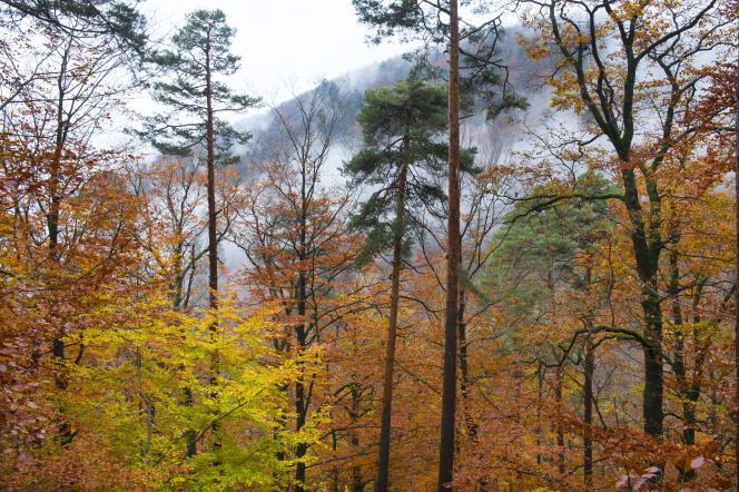 Une forêt mixte (hêtres, chênes, pins, épicéas) dans le Parc naturel régional des Vosges, en novembre 2018.