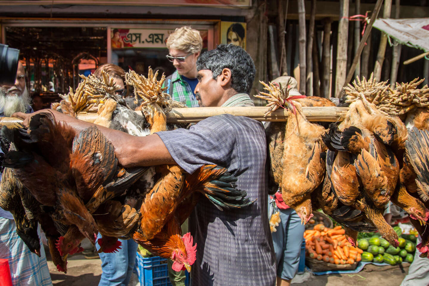 Regarder la vidéo La grippe aviaire peut se propager très vite dans les marchés de volailles vivantes, selon une étude
