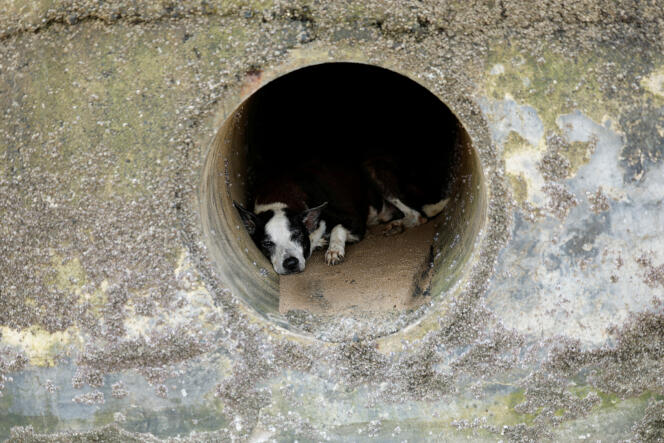 Un chien se protège du soleil et de la chaleur dans un tuyau ouvert, à Mumbai, en Inde, le 29 avril 2024.