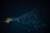 Dispositif de concentration de poissons (DCP), dans l’océan Indien, en 2016.