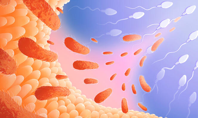 L’axe intestin-lignée germinale est une voie de communication entre l’intestin, son microbiote et les organes reproducteurs.