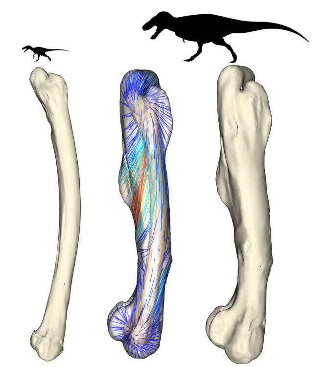 Fémurs moyens de théropodes de petites tailles (à gauche) et géants (à droite). Les lignes colorées montrent les différences entre les zones anatomiques des deux fémurs superposés (au milieu, différences plus [rouge] ou moins [bleu] importantes).