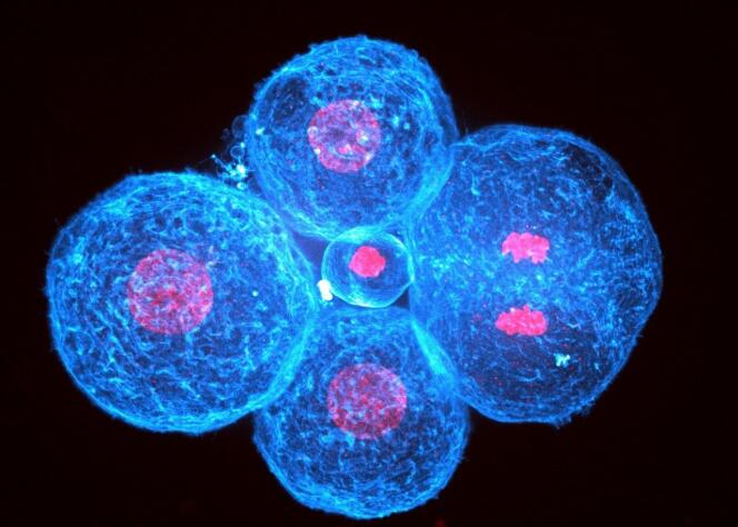 Embryon humain au stade quatre cellules. L’ADN des cellules est visible en rouge et leur cytosquelette d’actine en bleu. La cellule de droite vient de séparer son génome en deux et s’apprête à se diviser.