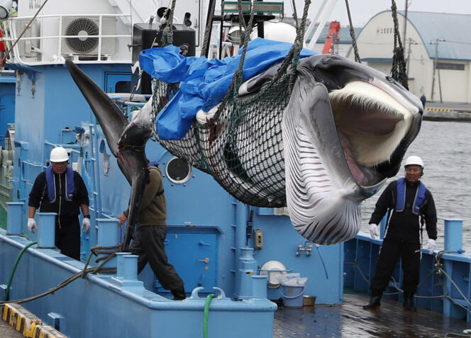 Une baleine de Minke déchargée après une chasse à la baleine commerciale dans un port de Kushiro, dans la préfecture de Hokkaido (Japon), le 1er juillet 2019.