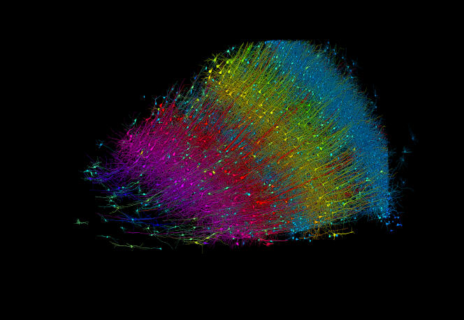 Des chercheurs ont construit une image en 3D de presque tous les neurones et de leurs connexions à l’intérieur d’un petit morceau de tissu cérébral humain. Cette version montre les neurones excitateurs colorés en fonction de leur profondeur par rapport à la surface du cerveau. Les neurones bleus sont ceux qui sont les plus proches de la surface, et les neurones fuchsia marquent la couche la plus interne. L’échantillon mesure environ 3 mm de large.

Traduit avec DeepL.com (version gratuite)