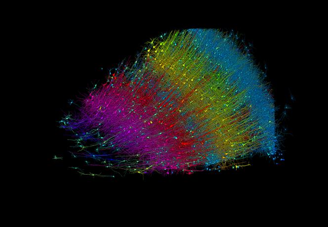 Onderzoekers hebben een 3D-beeld gemaakt van bijna alle neuronen en hun verbindingen in een klein stukje menselijk hersenweefsel.  Deze versie toont exciterende neuronen gekleurd op basis van hun diepte ten opzichte van het oppervlak van de hersenen.  Blauwe neuronen zijn de neuronen die zich het dichtst bij het oppervlak bevinden, en fuchsia-neuronen definiëren de diepere laag.  Het monster is ongeveer 3 mm breed.  Vertaald met DeepL.com (gratis versie)