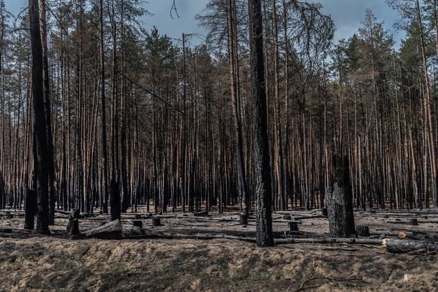 Many trees in the forests around Lyman are charred by Russian artillery fire. In the Donbas, Ukraine, May 4, 2024.