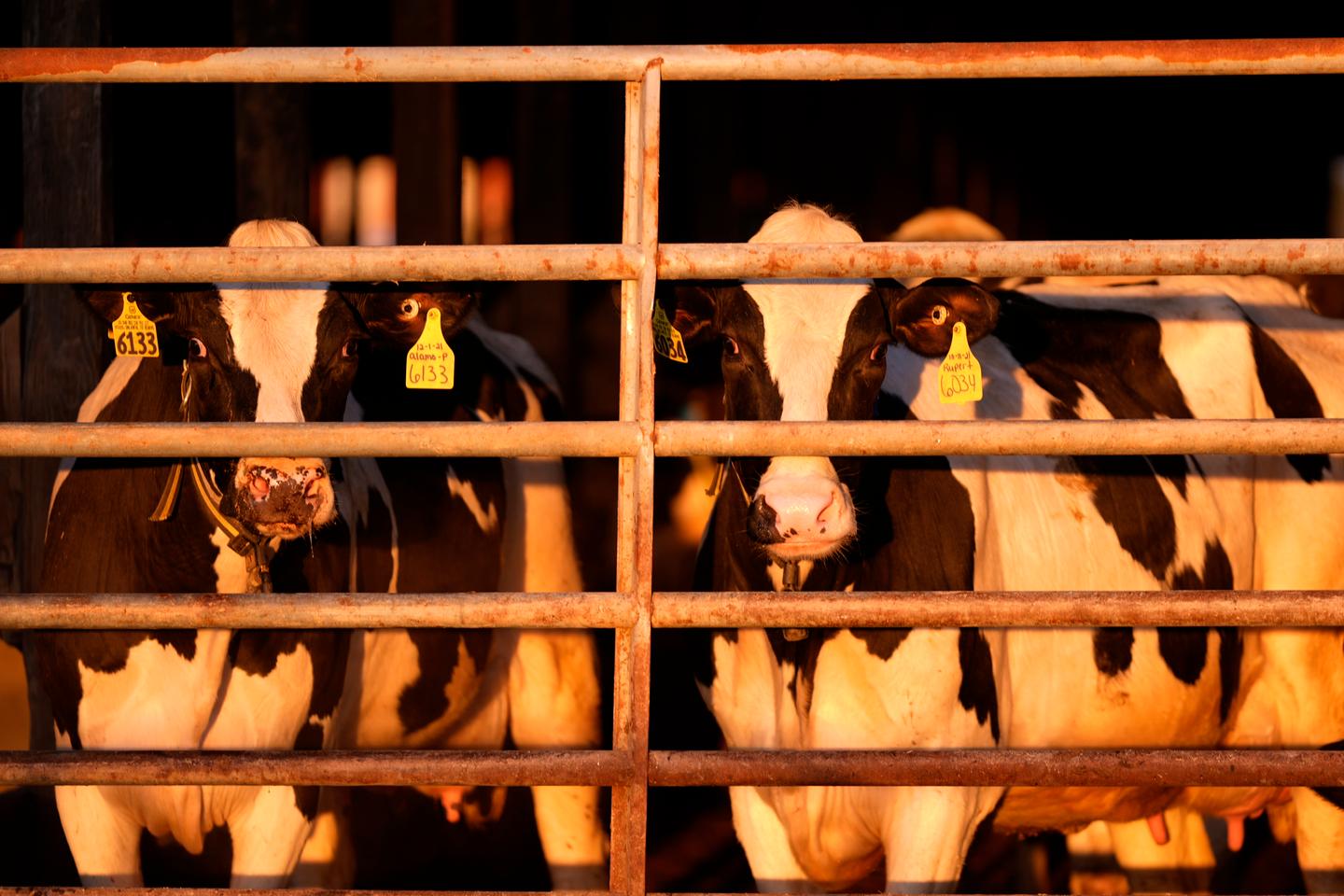 Michigan farmworker diagnosed with bird flu, becoming 2nd US case tied to dairy cows