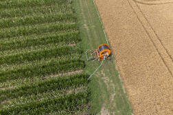 Un champ de maïs irrigué dans la plaine de Billom (Puy-de-Dôme), en juillet 2023.