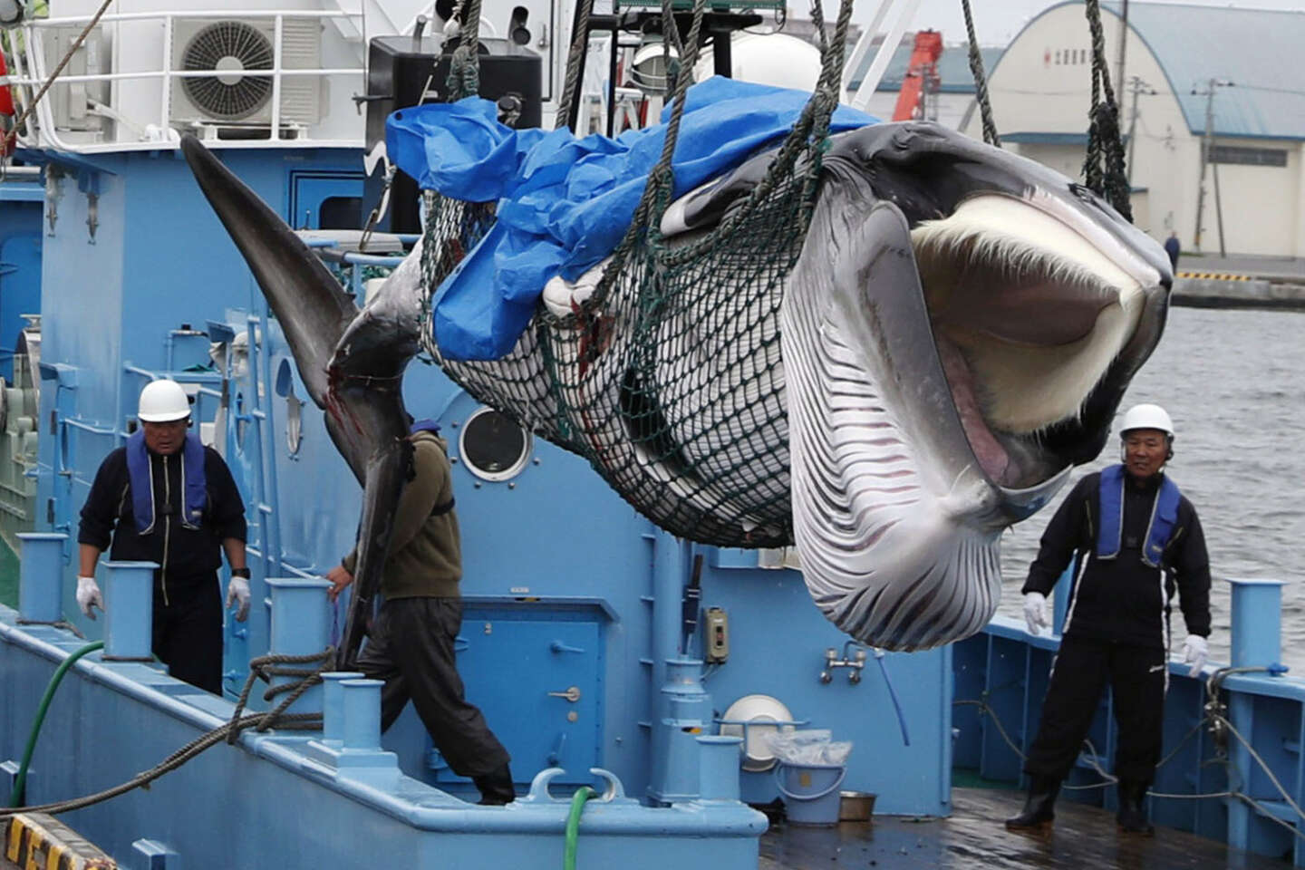 捕鯨を増やす日本の取り組みは、国家の誇りにまで高められた小さな一歩である