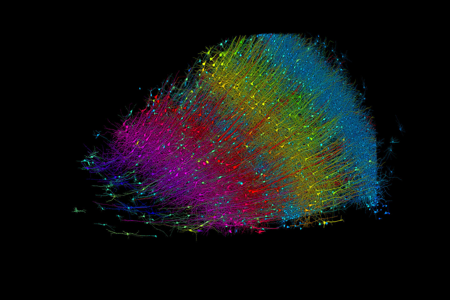 Eén kubieke millimeter van het menselijk brein bevat 150 miljoen synapsen
