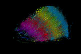 Un millimètre cube de cerveau humain, 150 millions de synapses